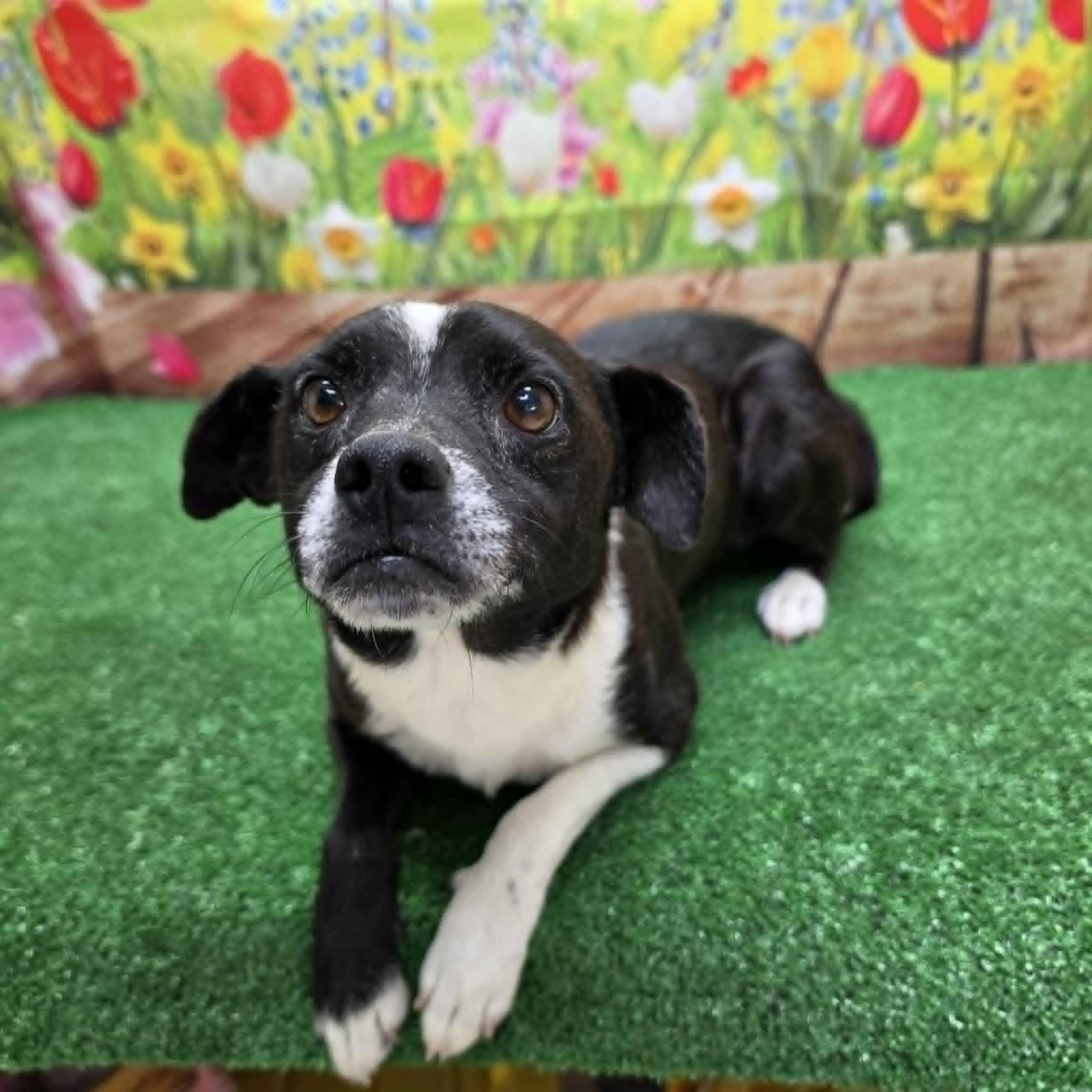 Bruce, ADOPTABLE, Adult Male Terrier & Chihuahua.