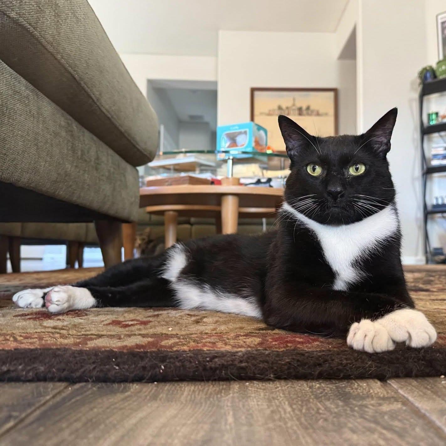 Rocky, a ADOPTABLE Domestic Short Hair in Queen Creek, AZ image 3/3