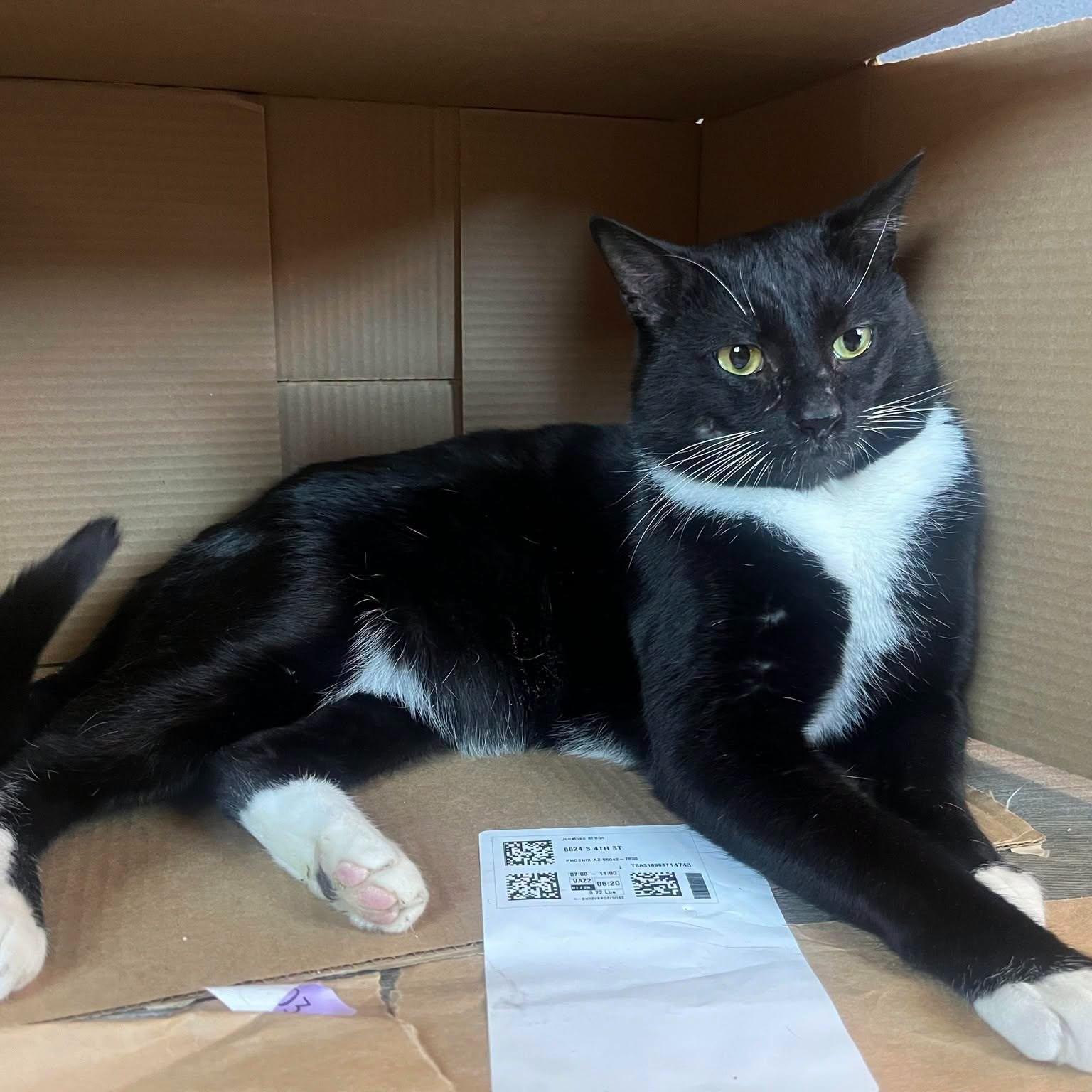 Rocky, a ADOPTABLE Domestic Short Hair in Queen Creek, AZ image 2/3