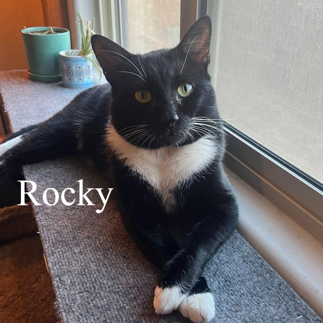 Rocky, ADOPTABLE, Adult Male Domestic Short Hair.
