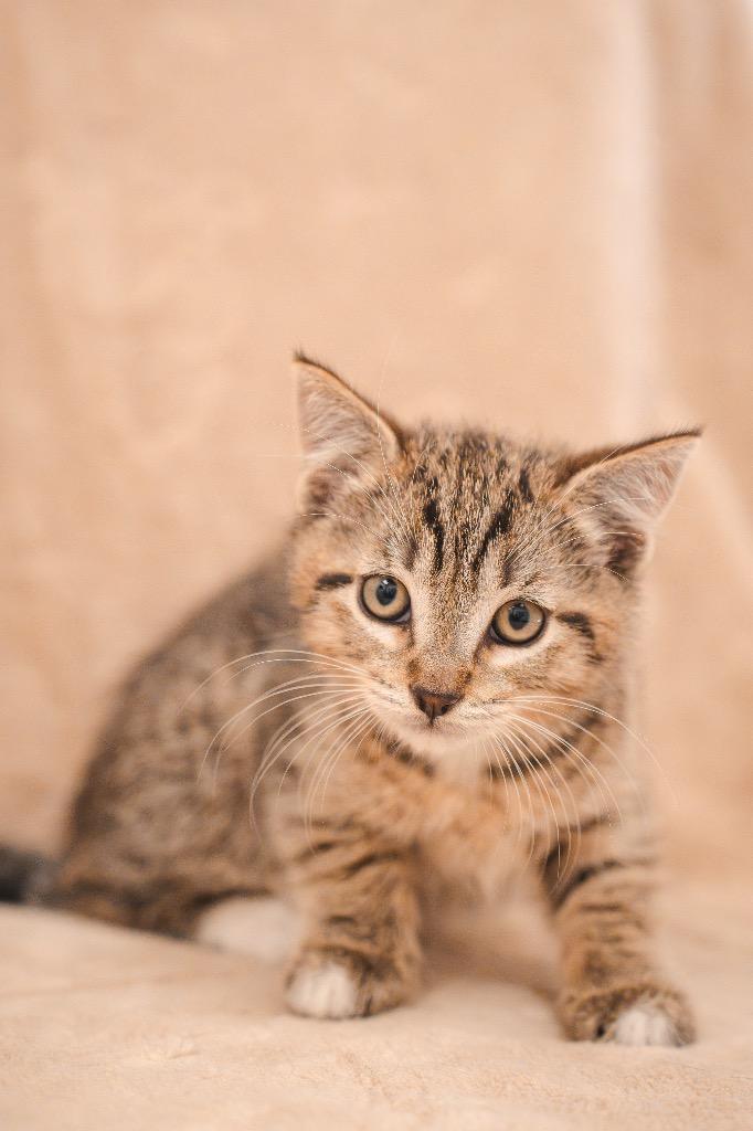 Freddy Purrger @Petsmart Walker Rd, Adoptable, Kitten Male Domestic Short Hair.