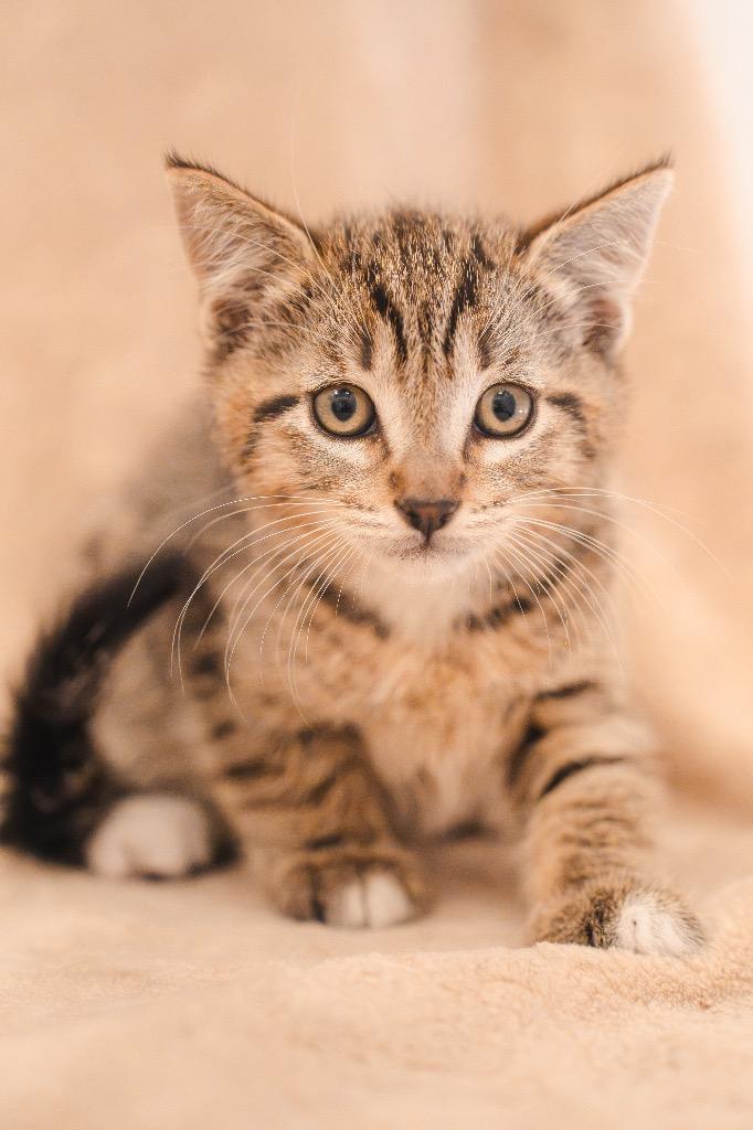 Enlarge Freddy Purrger @Petsmart Walker Rd, a Adoptable mixed breed in Newberg, OR image 2/2