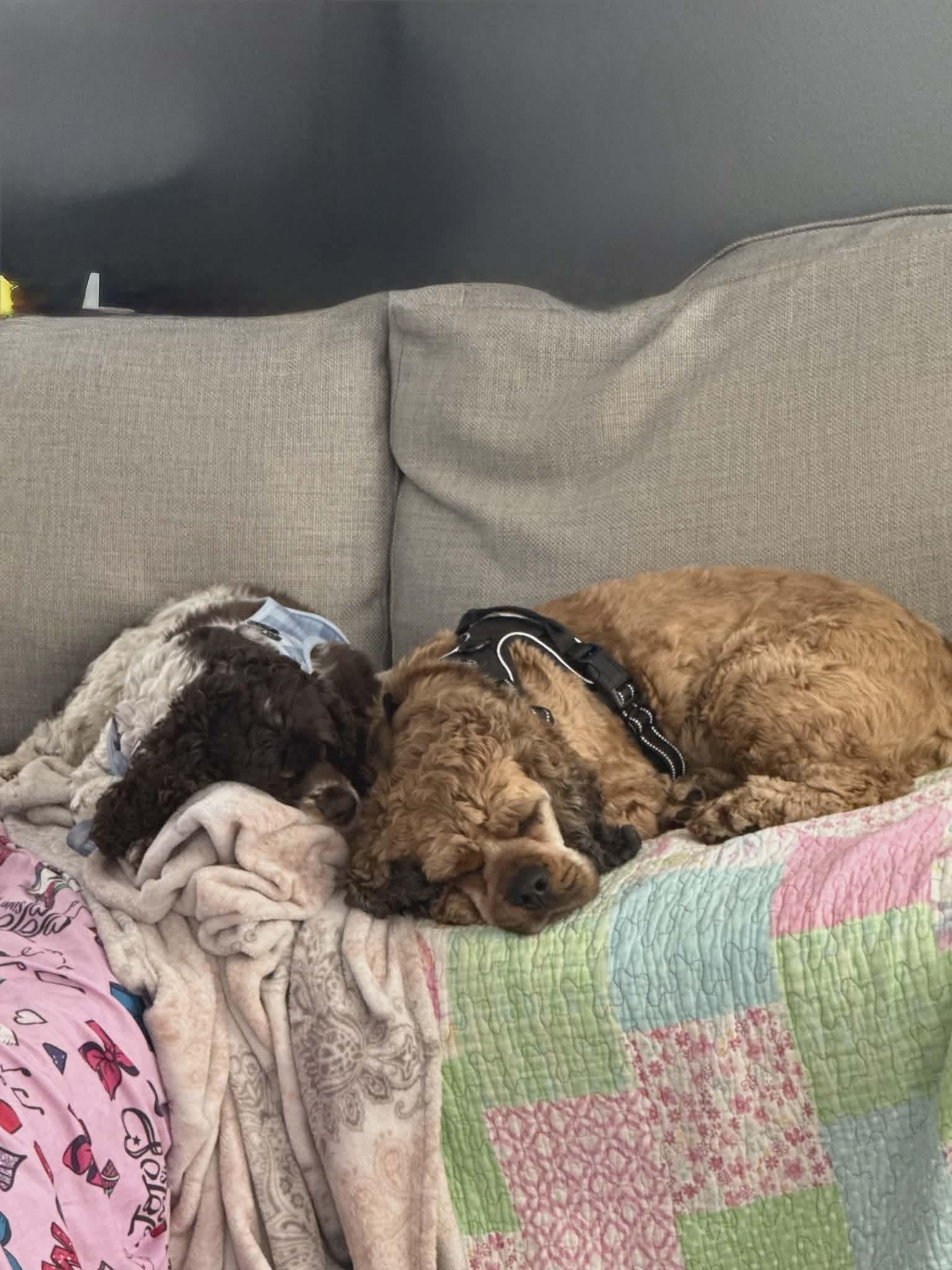 Cash (Bonded Pair with Posey), a Adoptable Cocker Spaniel in Westwood, NJ image 3/3