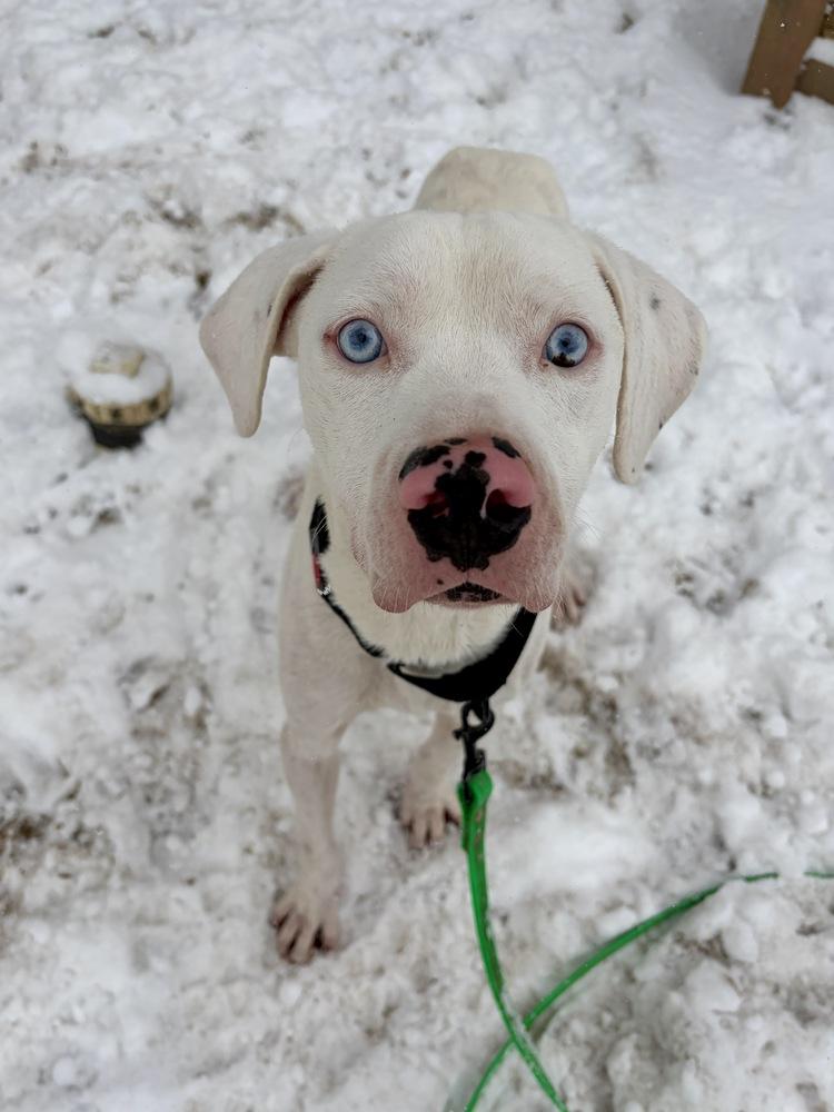 Wyatt The White Knight thumbnail 2