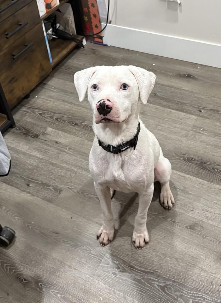 Wyatt The White Knight thumbnail 3