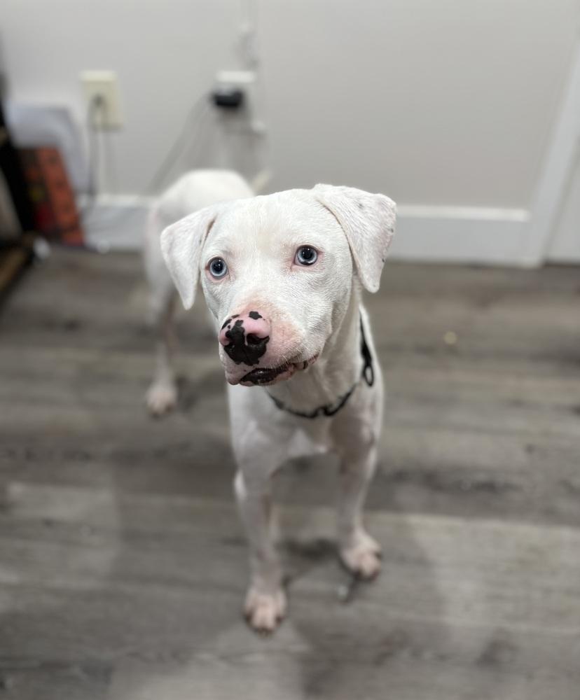 Wyatt The White Knight thumbnail 5