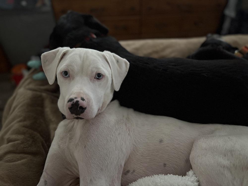 Wyatt the White Knight — thumbnail 5