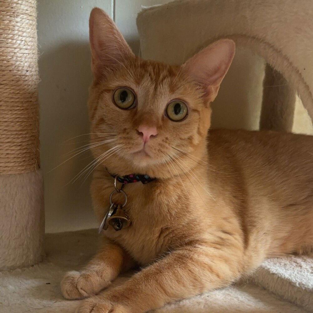 Daisy, a Adoptable Domestic Short Hair image 1/3