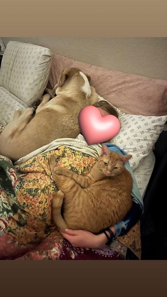 Daisy, a Adoptable Domestic Short Hair image 3/3