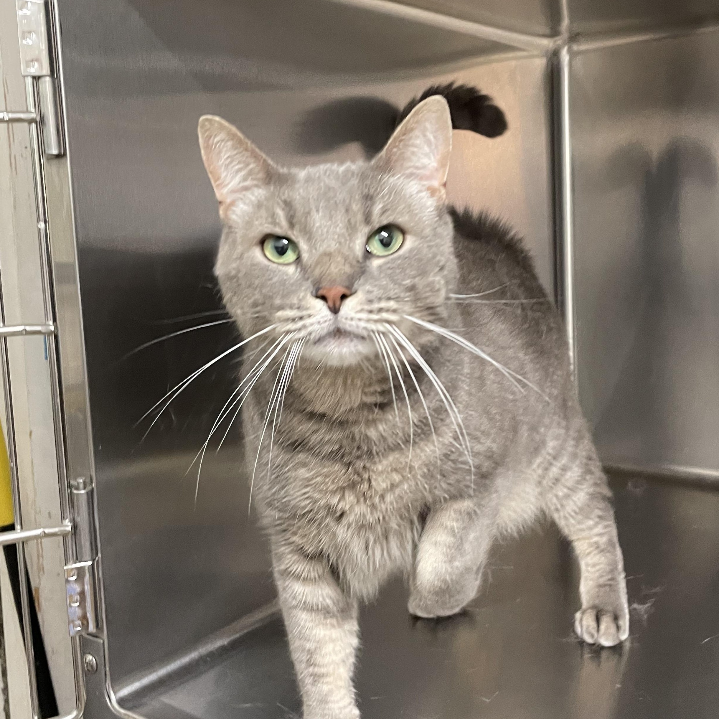 Mr. Pickles, adopted, Adult Male American Shorthair.