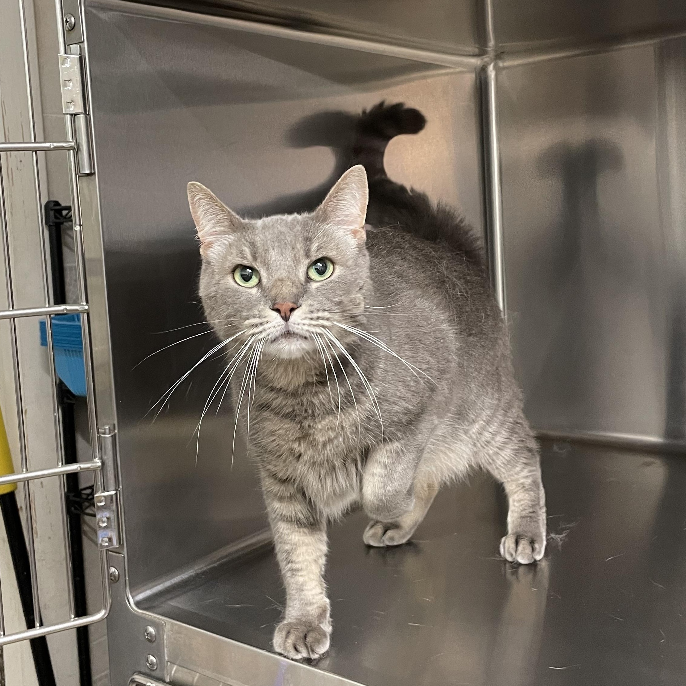 Mr. Pickles, an adopted American Shorthair in North Kingstown, RI image 3/4