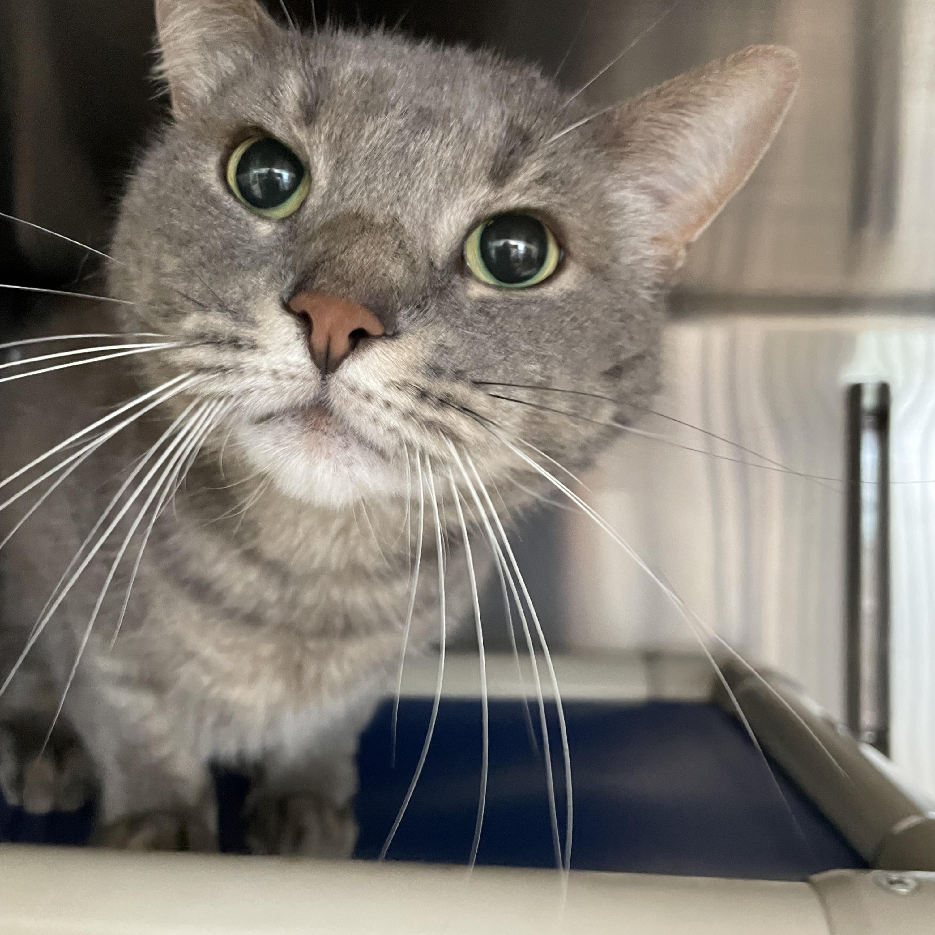 Mr. Pickles, an adopted American Shorthair in North Kingstown, RI image 4/4