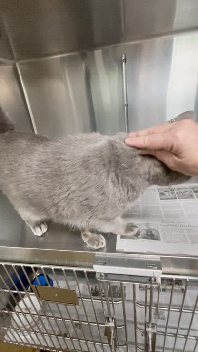 Enlarge Mr. Pickles, an adopted American Shorthair in North Kingstown, RI video 2/4