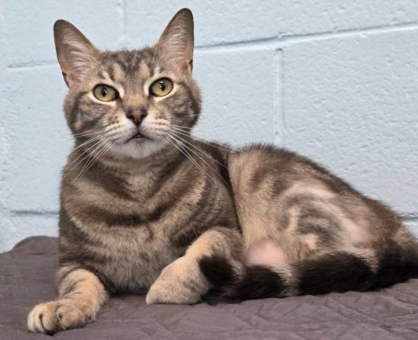 Tarzan, Adoptable, Adult Male Domestic Short Hair.