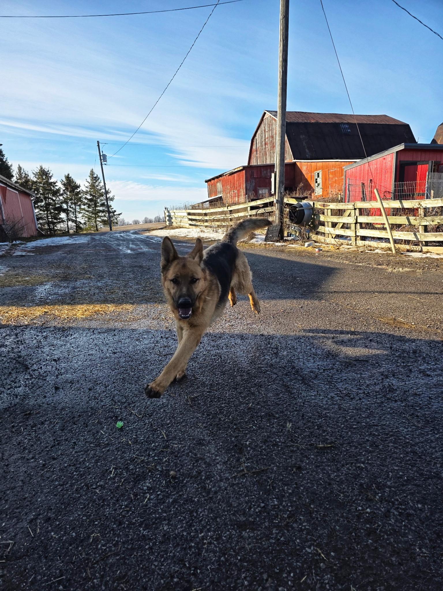 Enlarge Lightning, a ADOPTABLE German Shepherd Dog in Richmond Hill, ON image 3/3