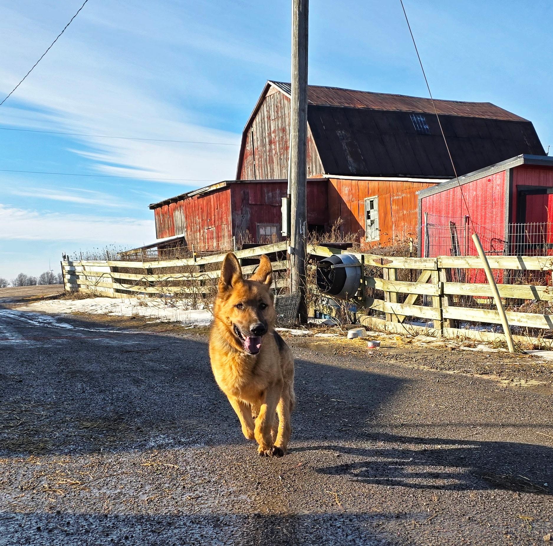 Enlarge Lightning, a ADOPTABLE German Shepherd Dog in Richmond Hill, ON image 2/3