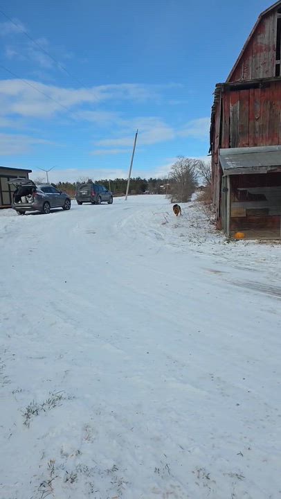 Enlarge Lightning, a ADOPTABLE German Shepherd Dog in Richmond Hill, ON video 1/3