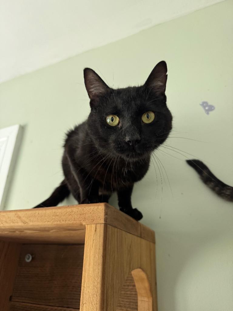 Malachi, Adoptable, Young Male Domestic Short Hair.