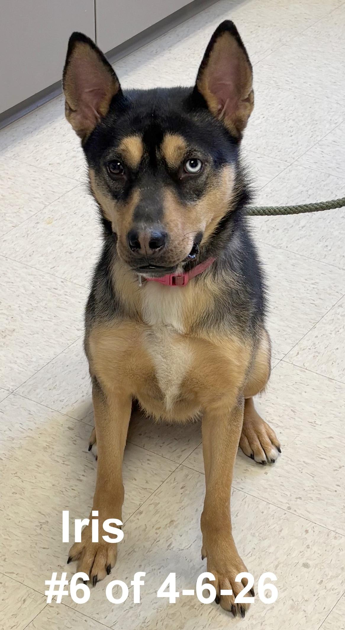 Enlarge Iris #6 of 4-6-26, a ADOPTABLE mixed breed in Gaylord, MI image 1/1