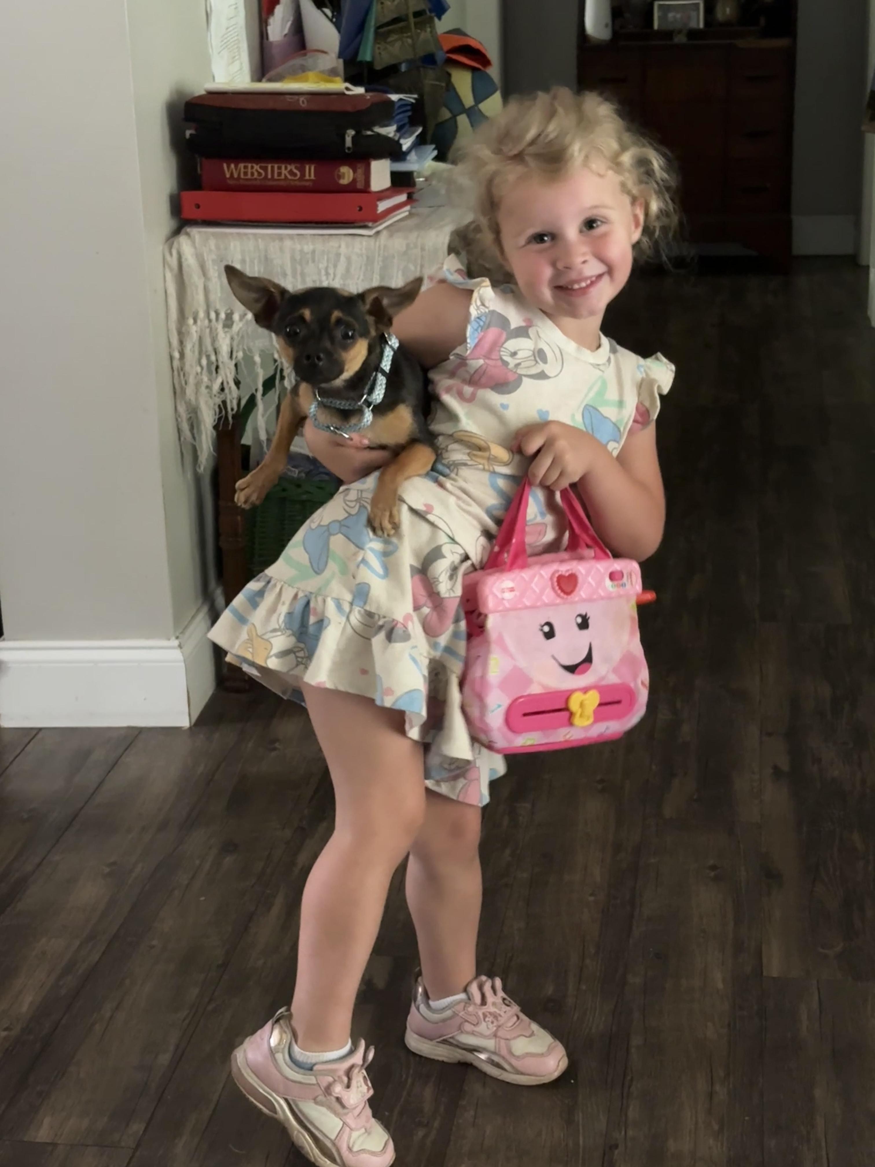 Sam, an adopted Chihuahua in Hillsdale, NY image 6/6