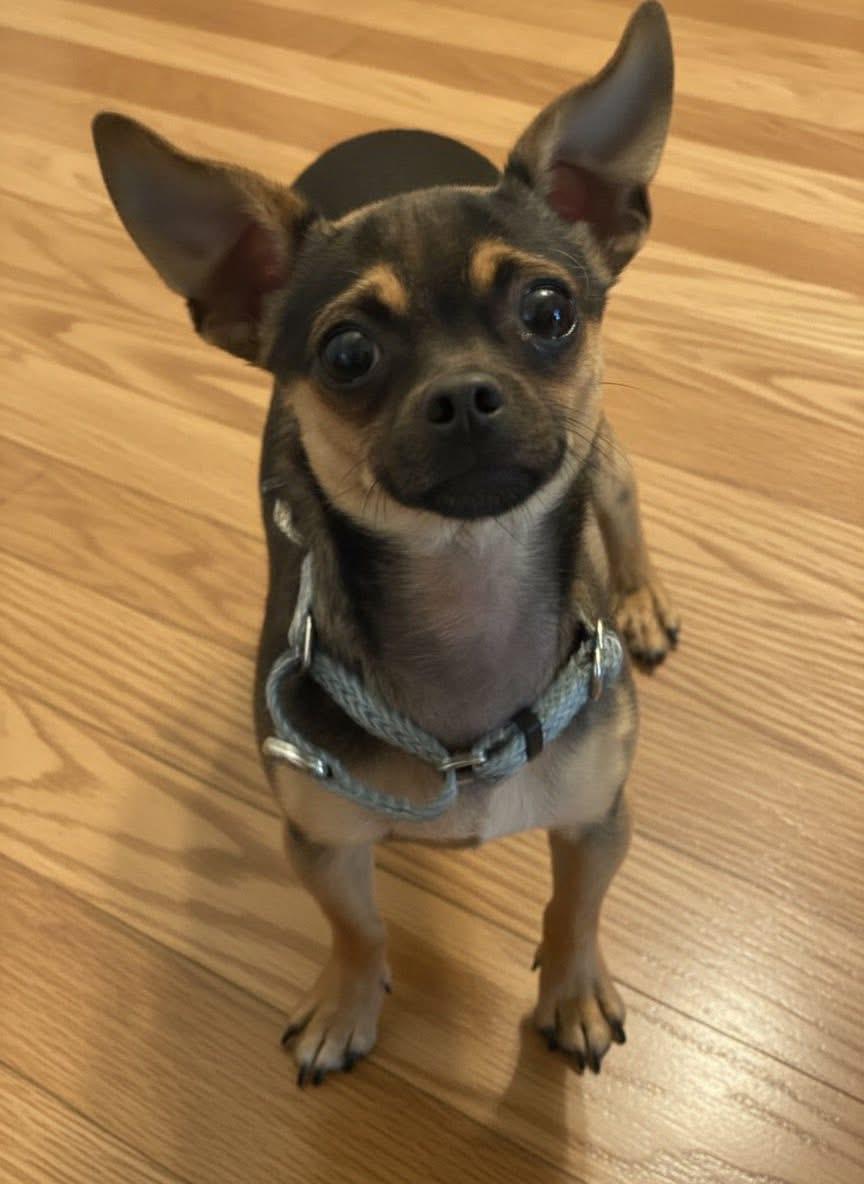 Sam, an adopted Chihuahua in Hillsdale, NY image 1/6