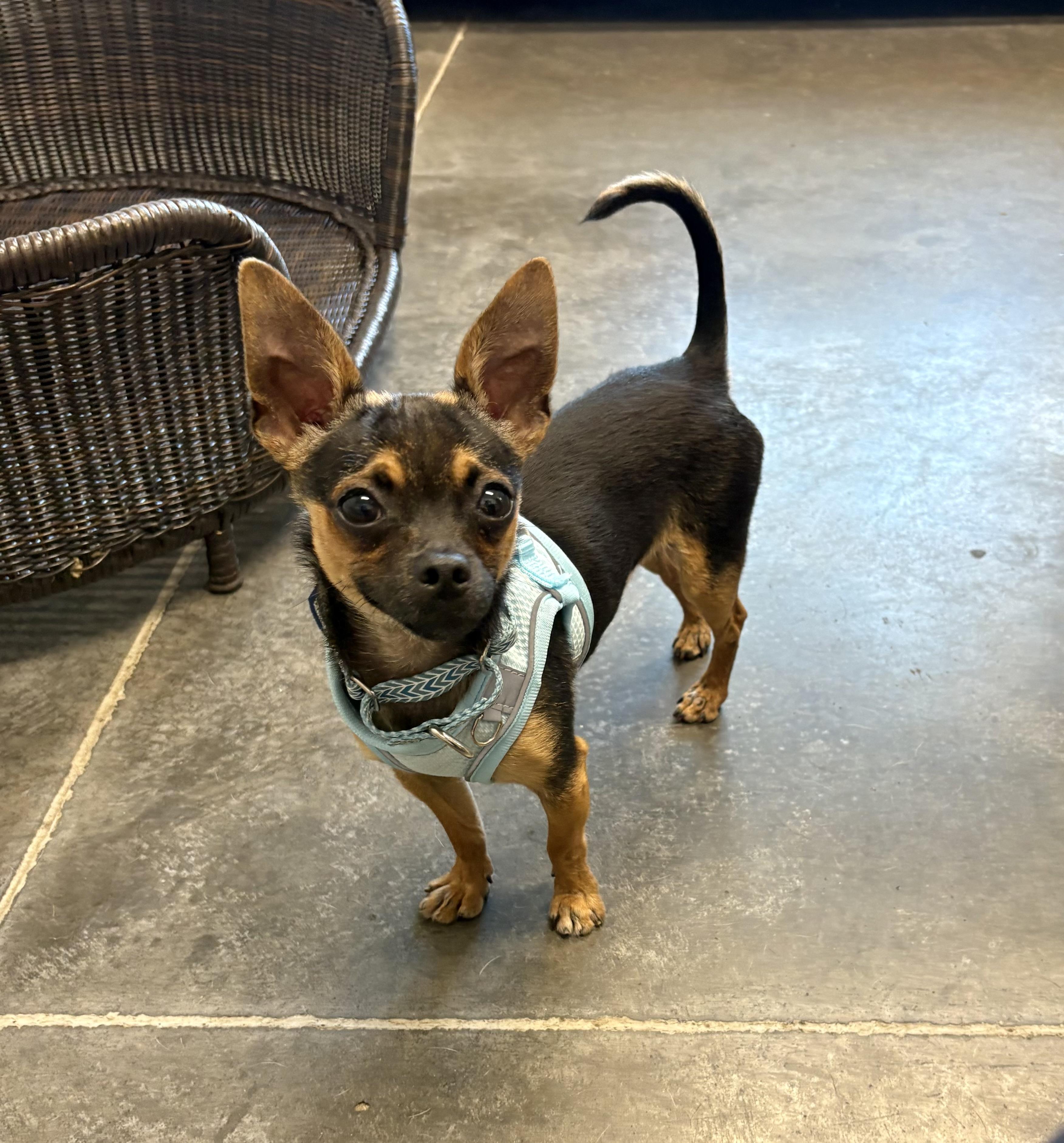 Sam, a ADOPTABLE Chihuahua in Hillsdale, NY image 2/2