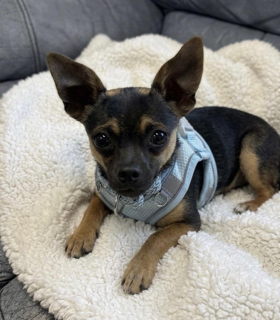 Sam, ADOPTABLE, Adult Male Chihuahua.