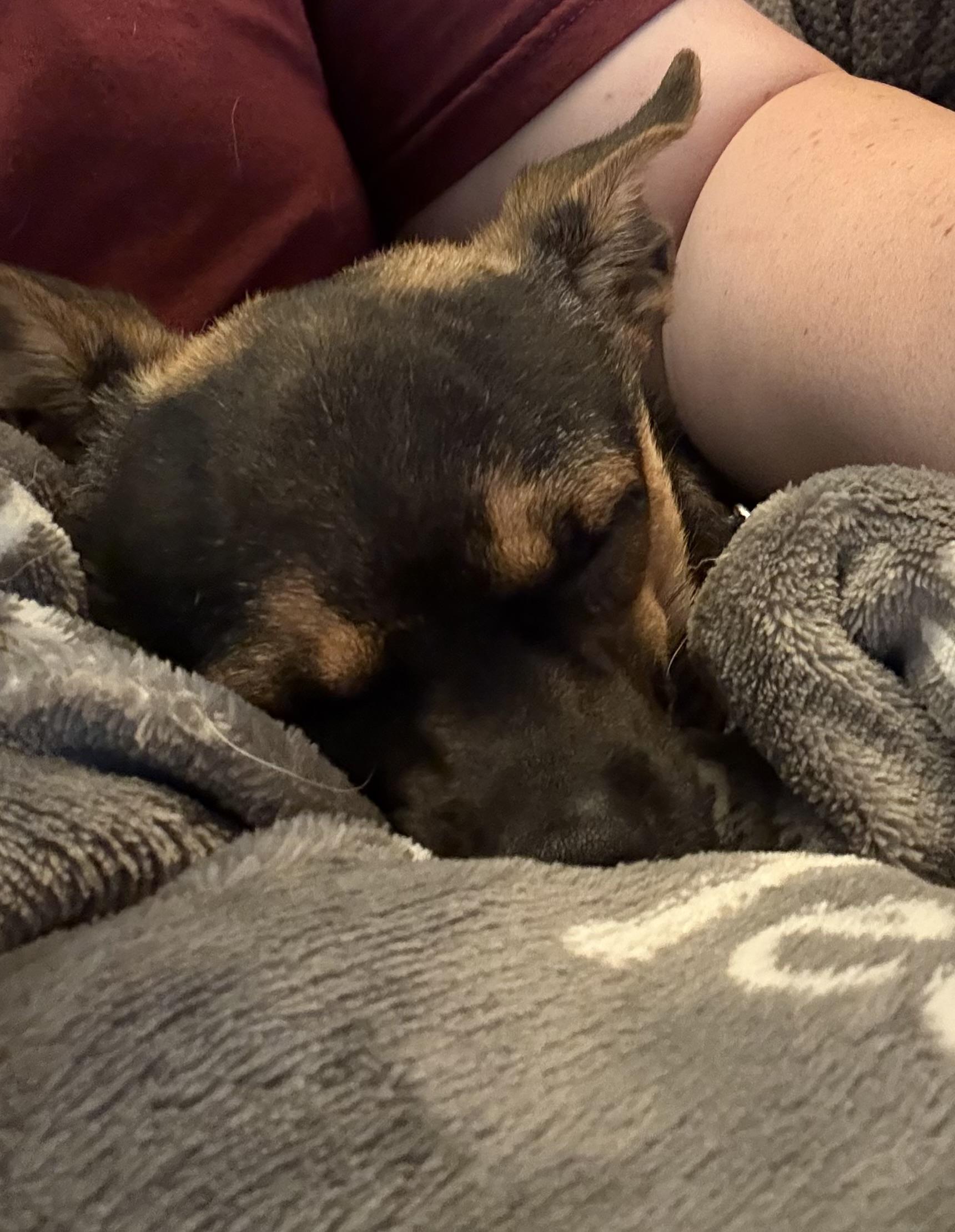 Sam, an adopted Chihuahua in Hillsdale, NY image 3/6