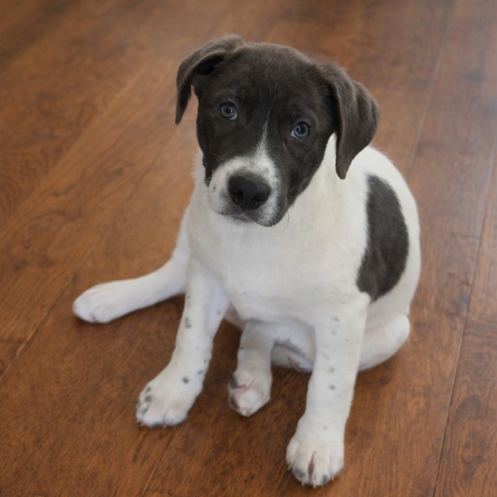 Enlarge Felicity, an adopted Mixed Breed in massapequa, NY image 1/3