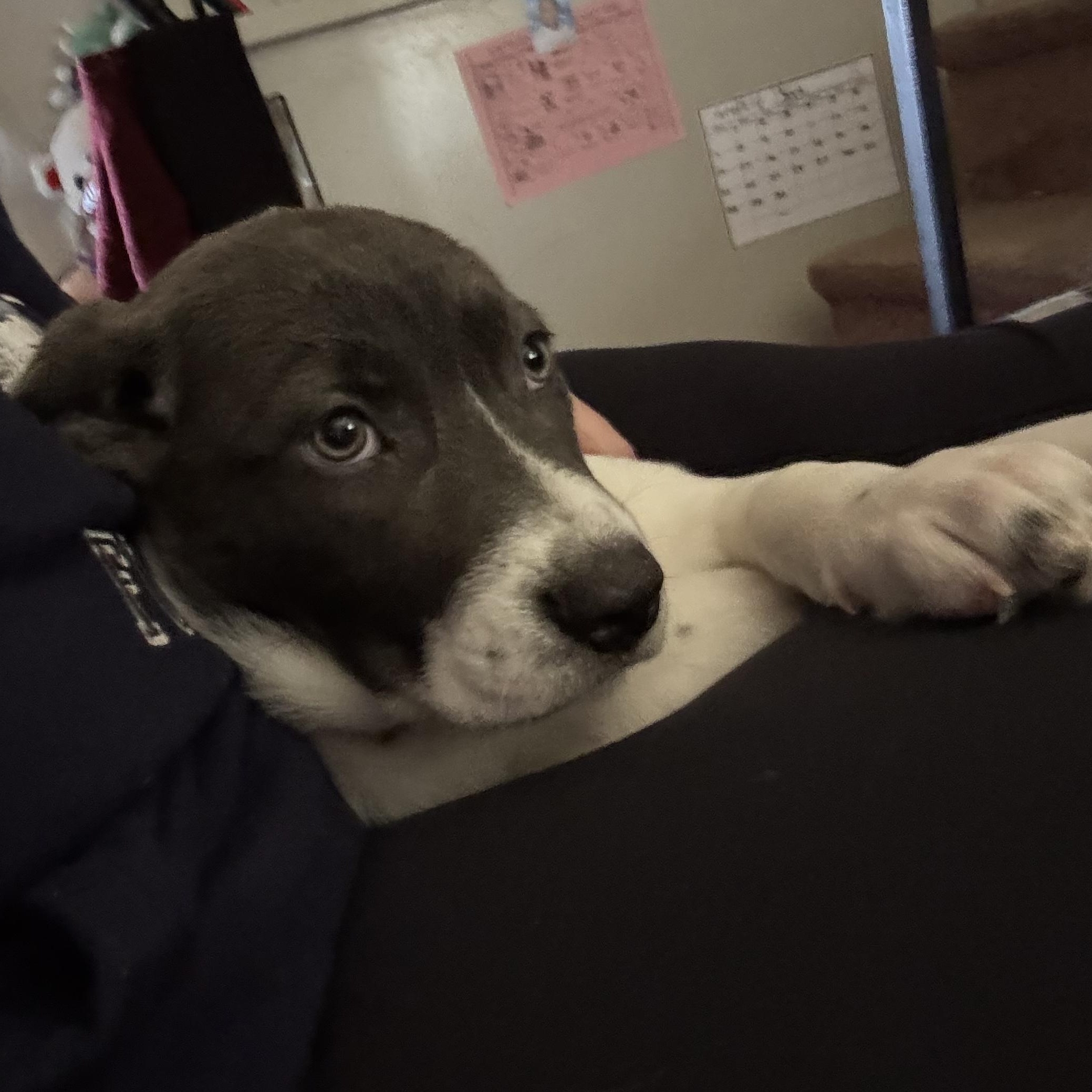 Enlarge Felicity, an adopted Mixed Breed in massapequa, NY image 3/3