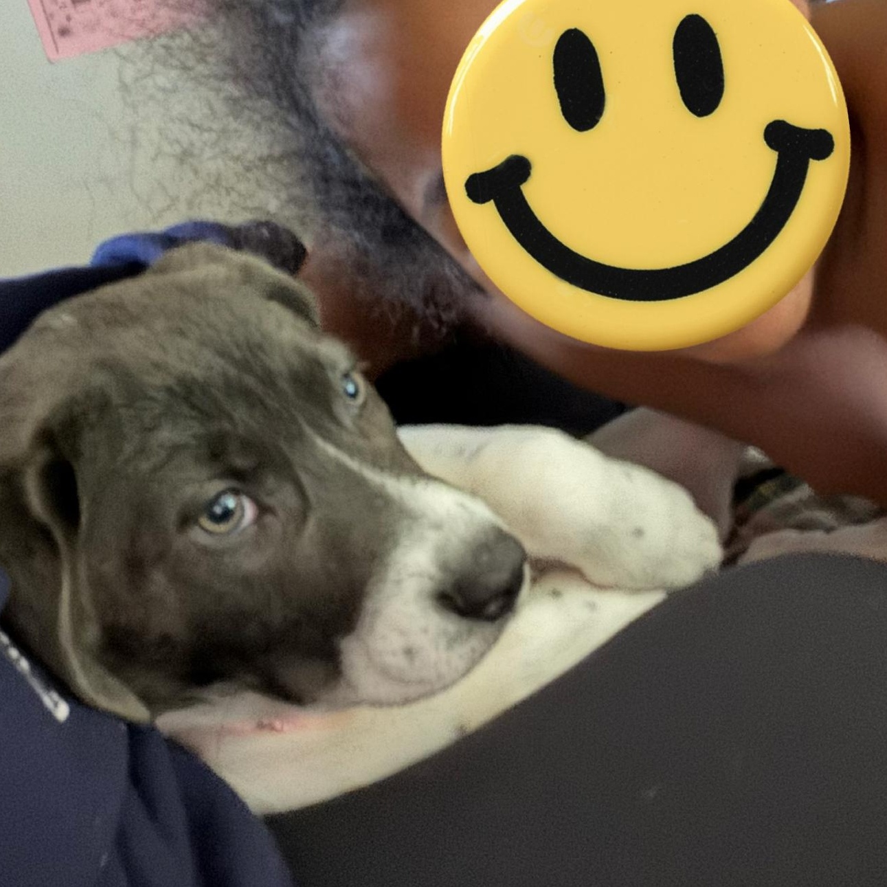 Enlarge Felicity, an adopted Mixed Breed in massapequa, NY image 2/3