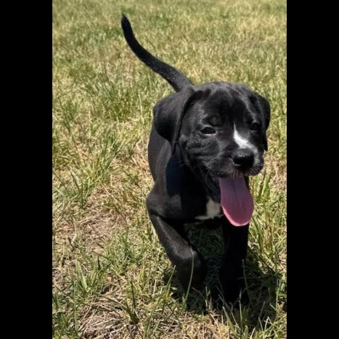 Yang, a ADOPTABLE mixed breed in Midlothian, VA image 5/6