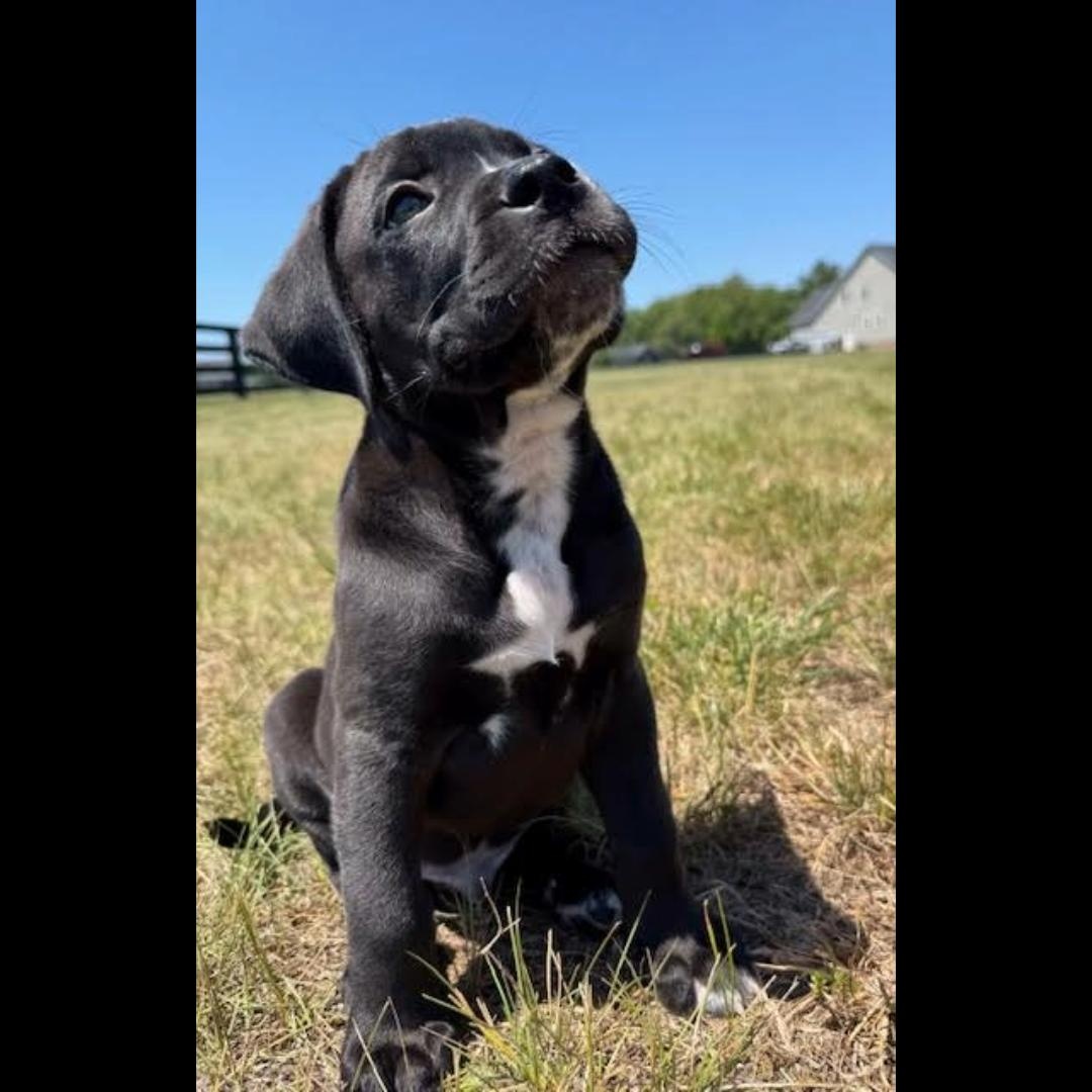 Yang, a ADOPTABLE mixed breed in Midlothian, VA image 6/6
