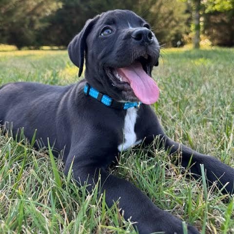 Yang, a ADOPTABLE mixed breed in Midlothian, VA image 4/6