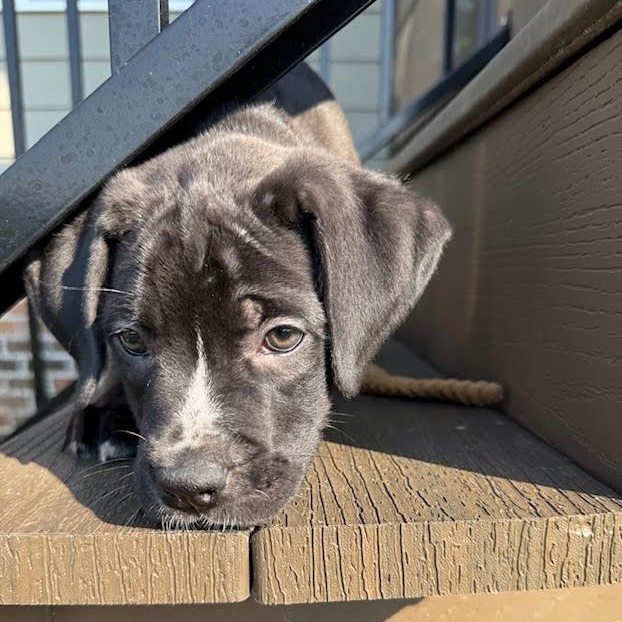 Yang, a ADOPTABLE mixed breed in Midlothian, VA image 3/6