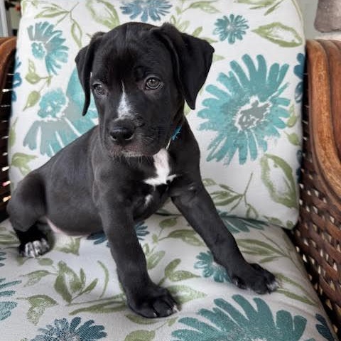 Yang, a ADOPTABLE mixed breed in Midlothian, VA image 2/6