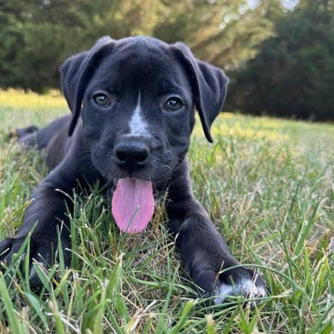 Yang, ADOPTABLE, Puppy Male Boxer.
