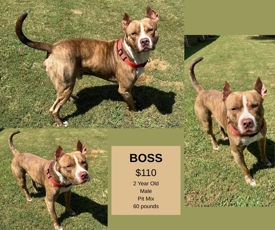 Boss, Adoptable, Adult Male Pit Bull Terrier.