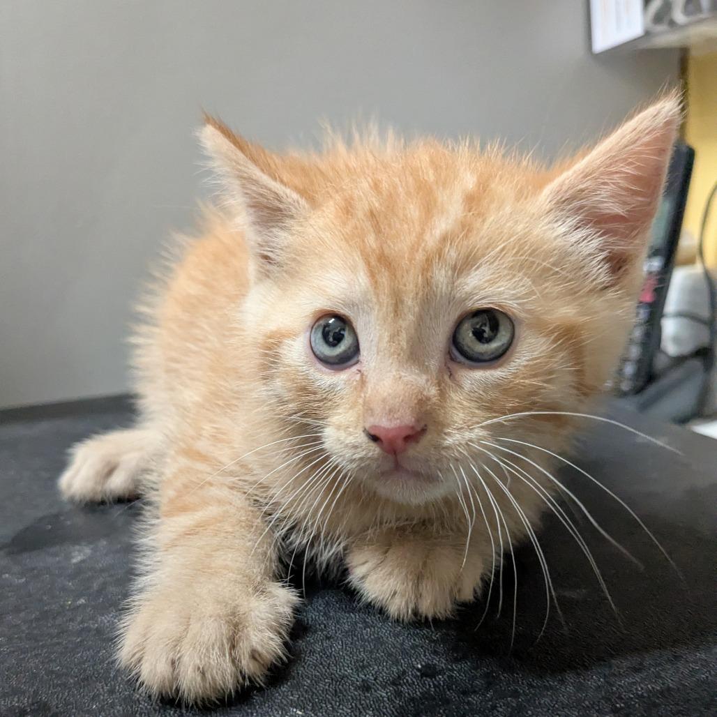 (Event 5/20) Siracha, Adoptable, Kitten Male Domestic Short Hair.