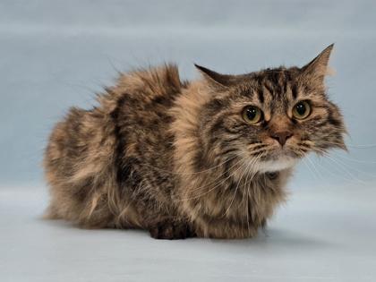 Enlarge Fancy Nancy, a Adoptable Domestic Long Hair in Coon Rapids, MN image 1/1