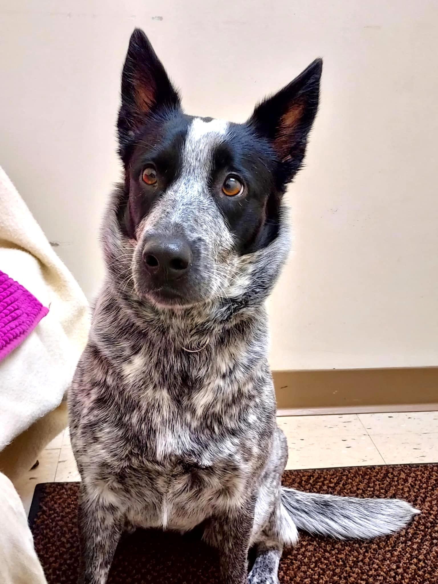 Dottie