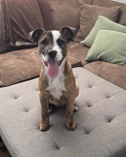 Enlarge Tex, an adopted mixed breed in Saint Petersburg, FL image 1/1
