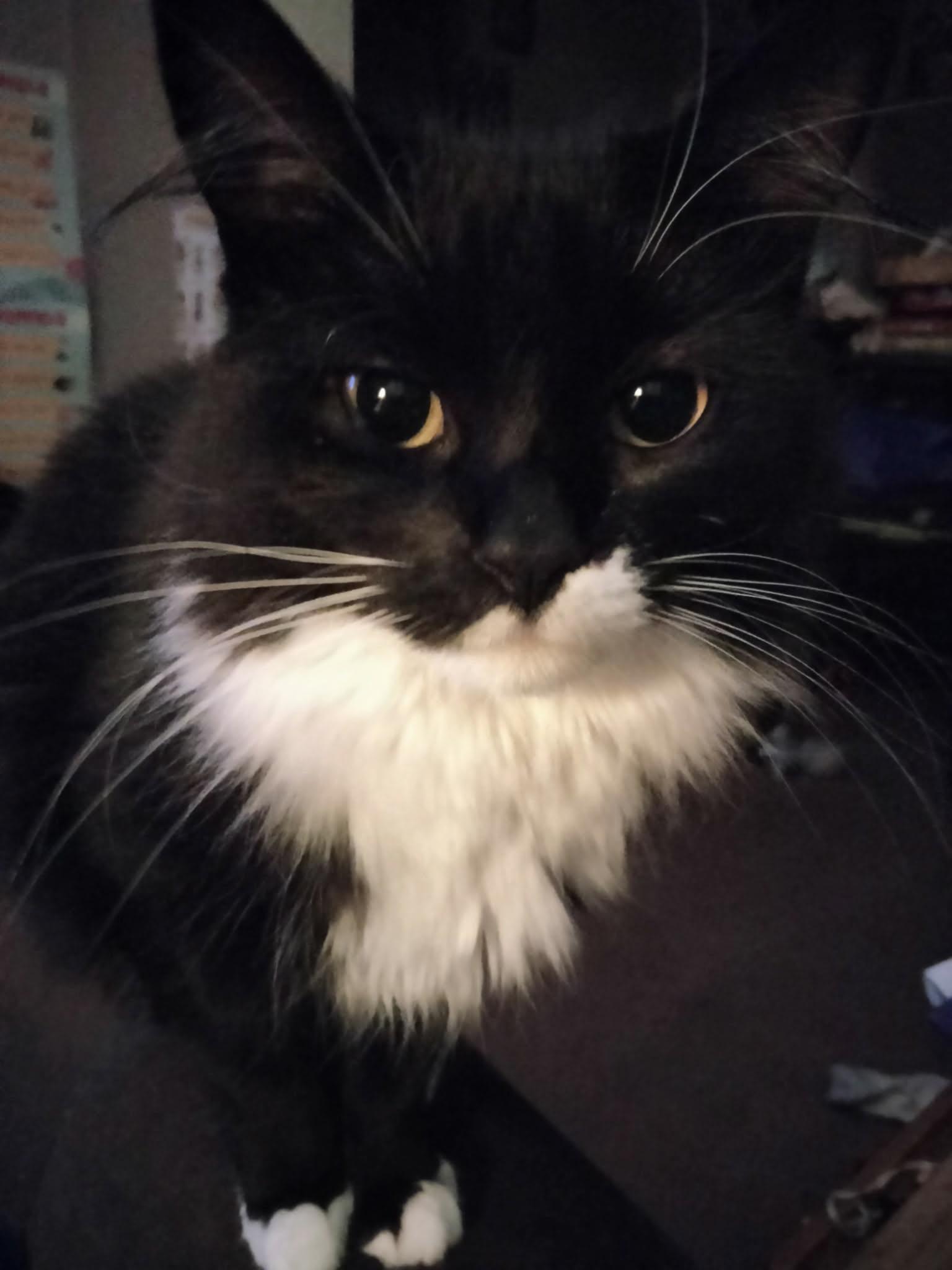 Enlarge Miss Cat, a ADOPTABLE Domestic Medium Hair in Rochester, NY image 1/2