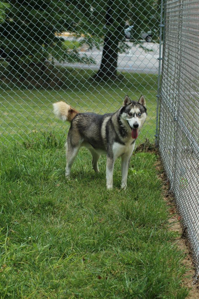 Blue, Adoptable, Adult Male Husky.
