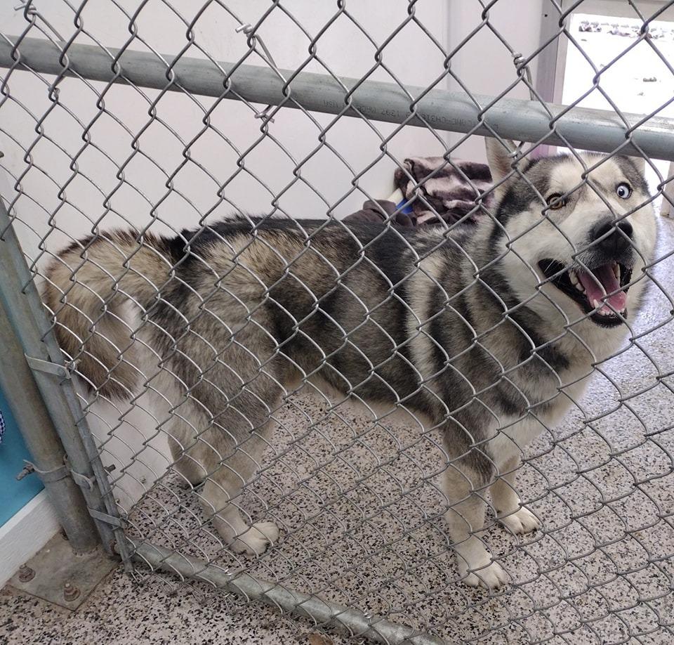 Enlarge Blue, a Adoptable Husky in Kendallville, IN image 2/4