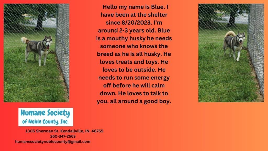 Enlarge Blue, a Adoptable Husky in Kendallville, IN image 3/4