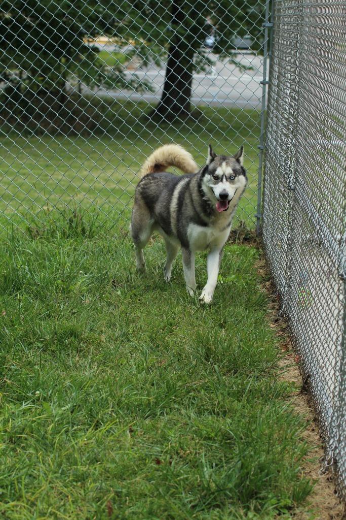 Enlarge Blue, a Adoptable Husky in Kendallville, IN image 4/4