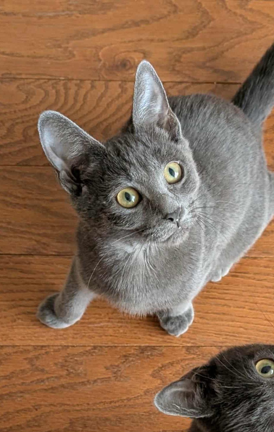 KAREN N - Gentle kitten