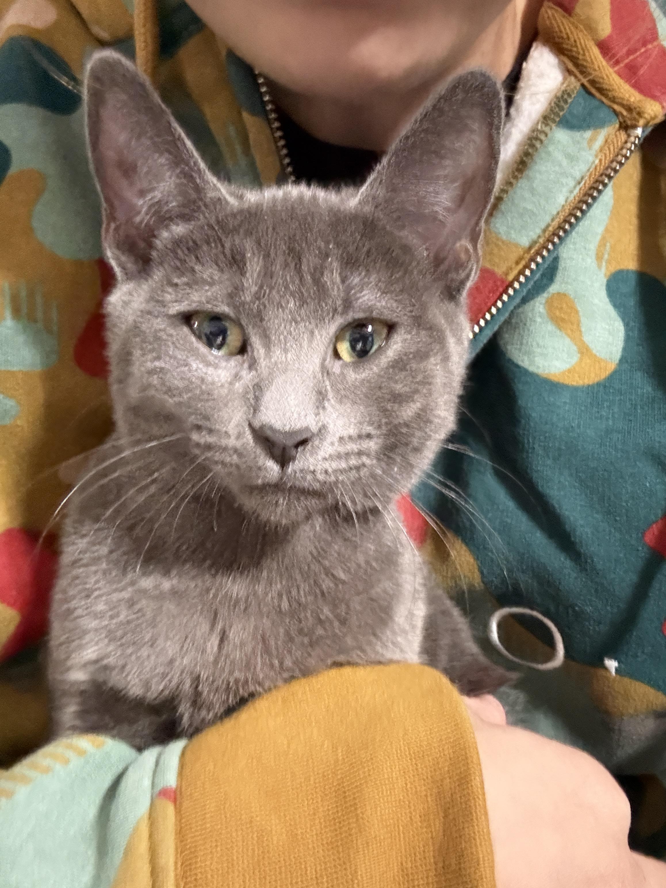 KAREN N - Gentle kitten