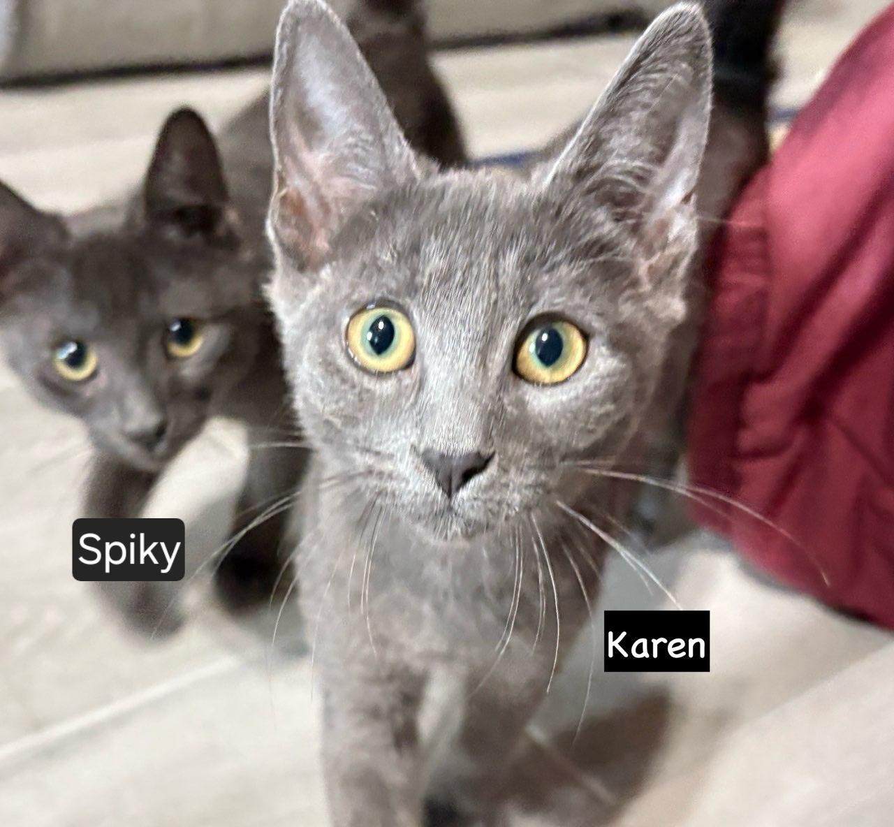 KAREN N - Gentle kitten